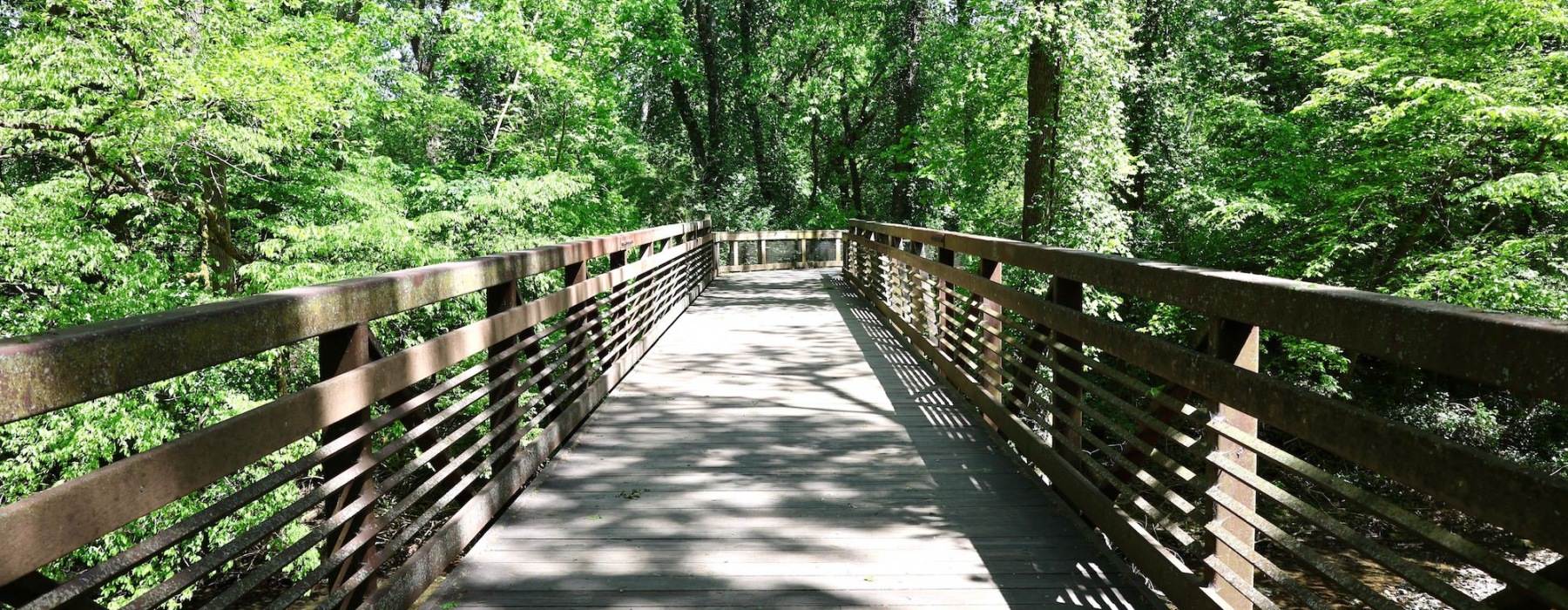 a bridge in the woods surrounded by trees